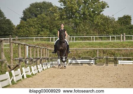 "Woman riding a galloping Holsteiner horse, Germany, Europe" View Large Photo Image Stock Photo - "Woman riding a galloping Holsteiner horse, Germany, Europe". Fotosearch