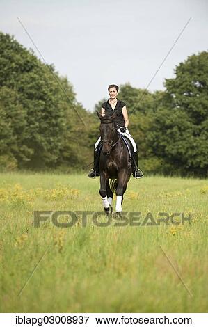 "Woman riding a galloping Holsteiner horse across a meadow, Germany, Europe" View Large Photo Image Stock Photo - "Woman riding a galloping Holsteiner horse across a meadow, Germany, Europe". Fotosearch