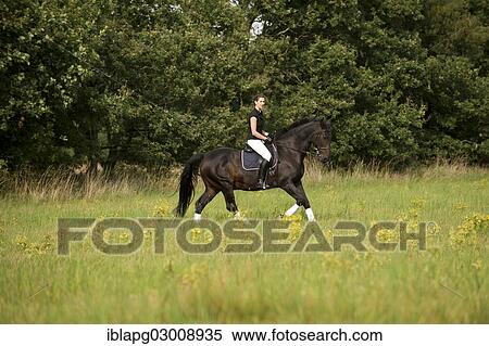 "Woman riding a galloping Holsteiner horse across a meadow, Germany, Europe" View Large Photo Image Stock Photography - "Woman riding a galloping Holsteiner horse across a meadow, Germany, Europe". Fotosearch