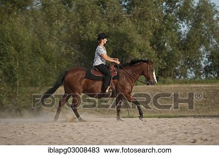Stock Image - "Woman riding a galloping Quarter Horse, Germany, Europe". Fotosearch