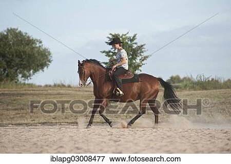Stock Photo - "Woman riding a galloping Quarter Horse, Germany, Europe". Fotosearch