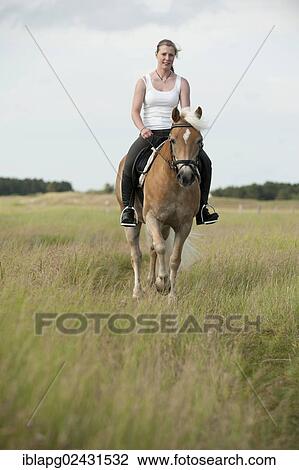 Stock Image - "Woman riding a Haflinger horse along the beach, St. Peter-Ording, Schleswig-Holstein, Germany, Europe". Fotosearch