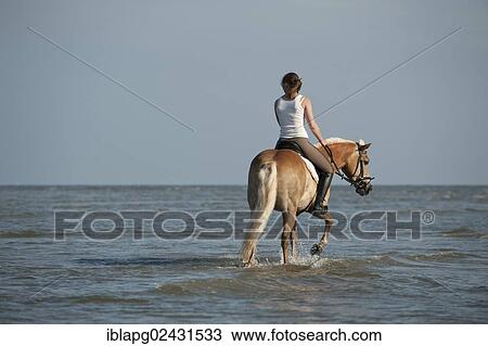 "Woman riding a Haflinger horse through the water, St. Peter-Ording, Schleswig-Holstein, Germany, Europe" View Large Photo Image Stock Image - "Woman riding a Haflinger horse through the water, St. Peter-Ording, Schleswig-Holstein, Germany, Europe". Fotosearch