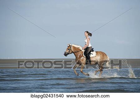 Stock Image - "Woman riding a Haflinger horse through the water, St. Peter-Ording, Schleswig-Holstein, Germany, Europe". Fotosearch
