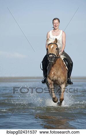 "Woman riding a Haflinger horse through the water, St. Peter-Ording, Schleswig-Holstein, Germany, Europe" View Large Photo Image Stock Photo - "Woman riding a Haflinger horse through the water, St. Peter-Ording, Schleswig-Holstein, Germany, Europe". Fotosearch