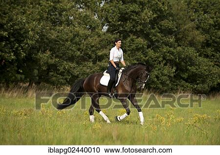 Woman riding a Hanoverian horse across a meadow View Large Photo Image Stock Image - Woman riding a Hanoverian horse across a meadow. Fotosearch