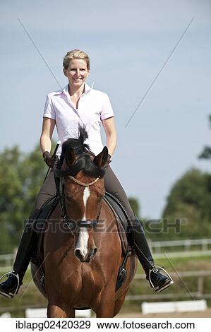 Woman riding a Hanoverian horse View Large Photo Image Stock Photo - Woman riding a Hanoverian horse. Fotosearch