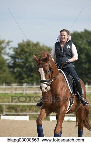 Stock Photo - "Woman riding a Hanoverian horse, Germany, Europe". Fotosearch