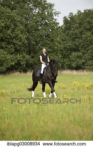 "Woman riding a Holsteiner horse across a meadow, Germany, Europe" View Large Photo Image Picture - "Woman riding a Holsteiner horse across a meadow, Germany, Europe". Fotosearch