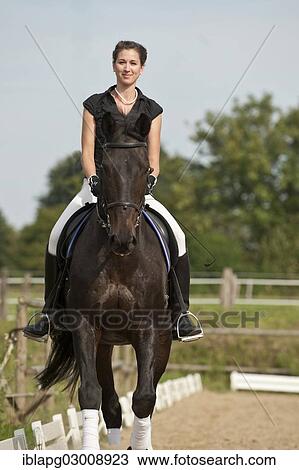Stock Image - "Woman riding a Holsteiner horse, Germany, Europe". Fotosearch