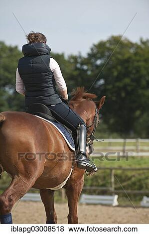 "Woman riding a horse, English riding, Germany, Europe" View Large Photo Image Stock Photo - "Woman riding a horse, English riding, Germany, Europe". Fotosearch