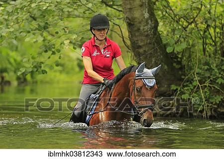 Stock Image - "Woman riding a horse, going for a swim in the Ruhr river, Neheim-Husten, North Rhine-Westphalia, Germany, Europe". Fotosearch
