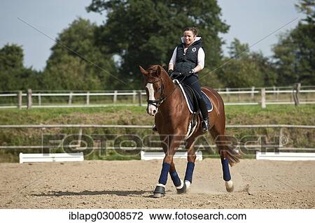 "Woman riding a trotting Hanoverian horse, Germany, Europe" View Large Photo Image Stock Image - "Woman riding a trotting Hanoverian horse, Germany, Europe". Fotosearch