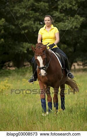 "Woman riding a trotting Hanoverian horse, Germany, Europe" View Large Photo Image Stock Image - "Woman riding a trotting Hanoverian horse, Germany, Europe". Fotosearch