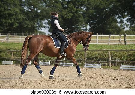 "Woman riding a trotting Hanoverian horse, Germany, Europe" View Large Photo Image Stock Photograph - "Woman riding a trotting Hanoverian horse, Germany, Europe". Fotosearch