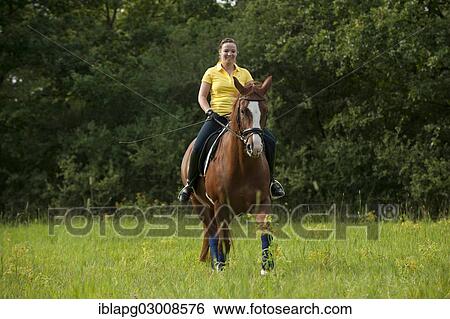 "Woman riding a trotting Hanoverian horse in a meadow, Germany, Europe" View Large Photo Image Stock Photograph - "Woman riding a trotting Hanoverian horse in a meadow, Germany, Europe". Fotosearch