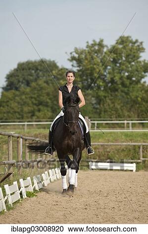 Stock Image - "Woman riding a trotting Holsteiner horse, Germany, Europe". Fotosearch