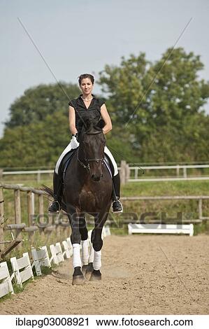 "Woman riding a trotting Holsteiner horse, Germany, Europe" View Large Photo Image Stock Image - "Woman riding a trotting Holsteiner horse, Germany, Europe". Fotosearch