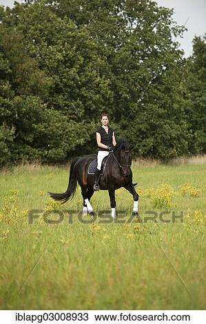 "Woman riding a trotting Holsteiner horse across a meadow, Germany, Europe" View Large Photo Image Stock Image - "Woman riding a trotting Holsteiner horse across a meadow, Germany, Europe". Fotosearch