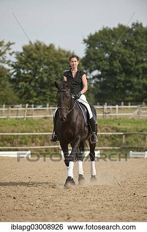 Stock Photograph - "Woman riding a trotting Holsteiner horse, Germany, Europe". Fotosearch