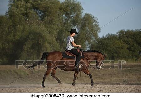 "Woman riding a trotting Quarter Horse, Germany, Europe" View Large Photo Image Stock Image - "Woman riding a trotting Quarter Horse, Germany, Europe". Fotosearch