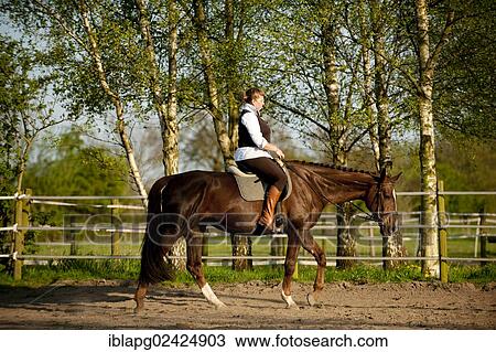 Woman riding an Oldenburg horse in a walking gait View Large Photo Image Stock Image - Woman riding an Oldenburg horse in a walking gait. Fotosearch