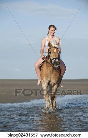 "Woman riding bareback on a Haflinger horse on the beach, St. Peter-Ording, Schleswig-Holstein, Germany, Europe" View Large Photo Image Stock Photo - "Woman riding bareback on a Haflinger horse on the beach, St. Peter-Ording, Schleswig-Holstein, Germany, Europe". Fotosearch
