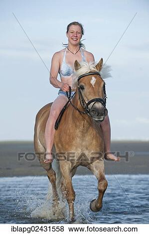 "Woman riding bareback on a Haflinger horse on the beach, St. Peter-Ording, Schleswig-Holstein, Germany, Europe" View Large Photo Image Stock Photo - "Woman riding bareback on a Haflinger horse on the beach, St. Peter-Ording, Schleswig-Holstein, Germany, Europe". Fotosearch