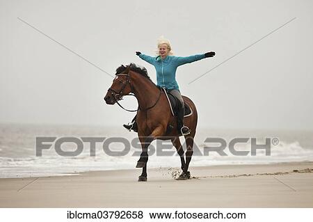 "Woman riding freehand on an Andalusian half-breed gelding, wearing an English bridle, on the beach of Borkum, Lower Saxony, Germany, Europe" View Large Photo Image Stock Photo - "Woman riding freehand on an Andalusian half-breed gelding, wearing an English bridle, on the beach of Borkum, Lower Saxony, Germany, Europe". Fotosearch