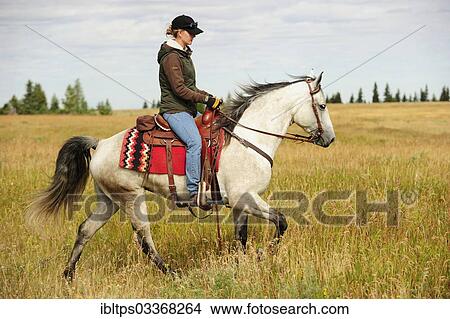 "Woman riding on a gray horse across the prairie, Saskatchewan Province, Canada, North America" View Large Photo Image Picture - "Woman riding on a gray horse across the prairie, Saskatchewan Province, Canada, North America". Fotosearch
