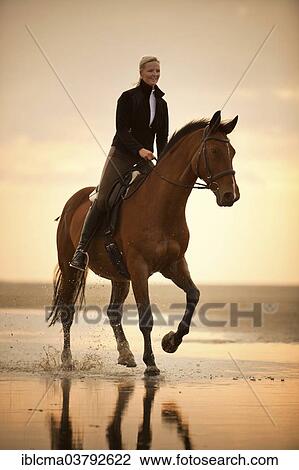 "Woman riding on a Hanoverian gelding, wearing an English bridle, at a gallop, in the evening light, on the beach of Borkum, Lower Saxony, Germany, Europe" View Large Photo Image Stock Image - "Woman riding on a Hanoverian gelding, wearing an English bridle, at a gallop, in the evening light, on the beach of Borkum, Lower Saxony, Germany, Europe". Fotosearch