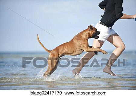 Stock Photo - Woman running with a boxer in the water, Baltic Sea, Mecklenburg-Western Pomerania, Germany, Europe. Fotosearch
