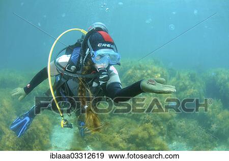 Stock Photo - "Woman scuba diving, holding a crab, Black Sea, Crimea, Ukraine, Europe". Fotosearch