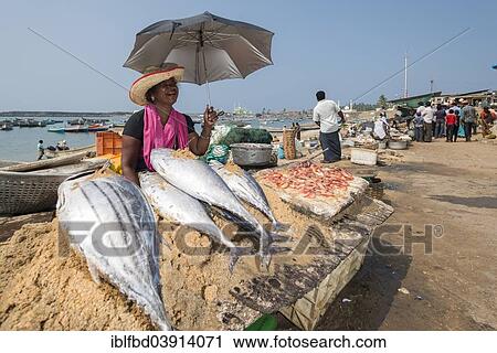 "Woman selling fish, Vizhinjam, Kerala, India, Asia" View Large Photo Image Stock Image - "Woman selling fish, Vizhinjam, Kerala, India, Asia". Fotosearch