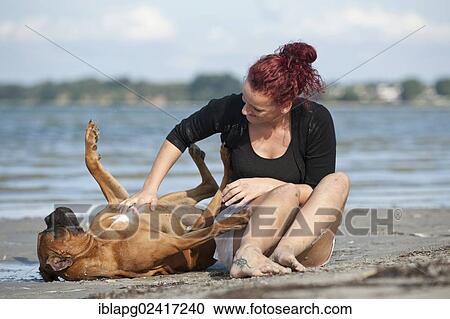 Woman sitting with a Boxer at the beach, Baltic Sea, Mecklenburg-Western Pomerania, Germany, Europe View Large Photo Image Stock Image - Woman sitting with a Boxer at the beach, Baltic Sea, Mecklenburg-Western Pomerania, Germany, Europe. Fotosearch