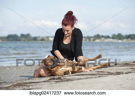 Woman sitting with a Boxer at the beach, Baltic Sea, Mecklenburg-Western Pomerania, Germany, Europe View Large Photo Image Stock Photo - Woman sitting with a Boxer at the beach, Baltic Sea, Mecklenburg-Western Pomerania, Germany, Europe. Fotosearch