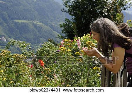 Stock Image - "Woman smelling flowers and herbs, herb garden of the Oberpalwitterhof Kreitla farm near Barbian, Eisack Valley, province of Bolzano-Bozen, Alto Adige, Italy, Europe". Fotosearch