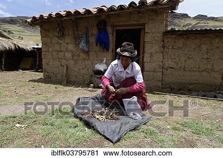 "Woman spreading garlic from drying, Quispillaccta, Ayacucho, Peru, South America" View Large Photo Image Stock Image - "Woman spreading garlic from drying, Quispillaccta, Ayacucho, Peru, South America". Fotosearch