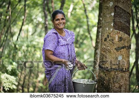"Woman standing at a Rubber Tree (Hevea brasiliensis) on a natural rubber plantation, Peermade, Kerala, India, Asia" View Large Photo Image Stock Photography - "Woman standing at a Rubber Tree (Hevea brasiliensis) on a natural rubber plantation, Peermade, Kerala, India, Asia". Fotosearch