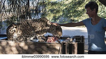 "Woman stroking a feeding cheetah on a farm, Karas Region, Namibia, Africa" View Large Photo Image Stock Photography - "Woman stroking a feeding cheetah on a farm, Karas Region, Namibia, Africa". Fotosearch