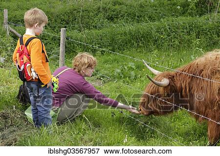 "Woman stroking a Highland Cattle with a boy watching, Haithabu, Schleswig-Holstein, Germany, Europe" View Large Photo Image Stock Photo - "Woman stroking a Highland Cattle with a boy watching, Haithabu, Schleswig-Holstein, Germany, Europe". Fotosearch