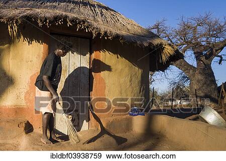 "Woman sweeping in front of adobe house, right African Baobab Tree (Adansonia digitata), Venda, Vhembe District, Limpopo Province, South Africa, Africa" View Large Photo Image Stock Photo - "Woman sweeping in front of adobe house, right African Baobab Tree (Adansonia digitata), Venda, Vhembe District, Limpopo Province, South Africa, Africa". Fotosearch