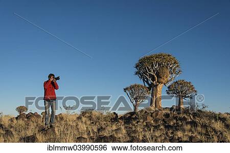 Stock Photograph - "Woman taking photos of quiver trees, Karas Region, Namibia, Africa". Fotosearch