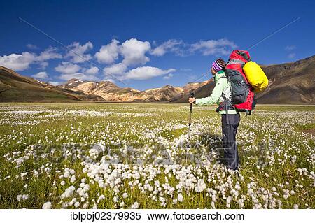 "Woman trekking, Landmannalaugar, Iceland, Europe" View Large Photo Image Stock Photography - "Woman trekking, Landmannalaugar, Iceland, Europe". Fotosearch