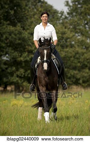 Stock Photo - Woman trotting across a meadow on a Hanoverian horse. Fotosearch