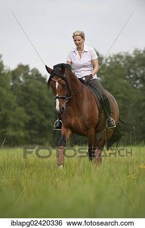 Woman trotting across a meadow on a Hanoverian horse View Large Photo Image Stock Photograph - Woman trotting across a meadow on a Hanoverian horse. Fotosearch