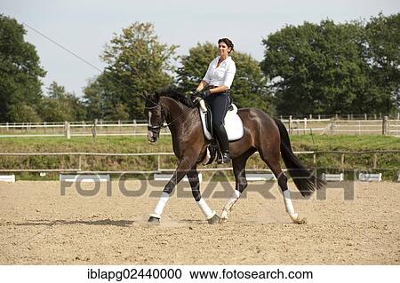 Woman trotting on a Hanoverian horse View Large Photo Image Stock Image - Woman trotting on a Hanoverian horse. Fotosearch