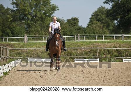 Woman trotting on a Hanoverian horse View Large Photo Image Stock Photo - Woman trotting on a Hanoverian horse. Fotosearch