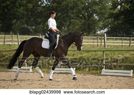 Woman trotting on a Hanoverian horse View Large Photo Image Stock Photo - Woman trotting on a Hanoverian horse. Fotosearch