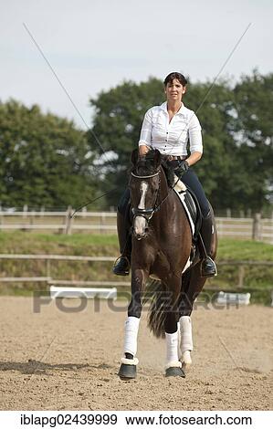 Woman trotting on a Hanoverian horse View Large Photo Image Stock Photo - Woman trotting on a Hanoverian horse. Fotosearch